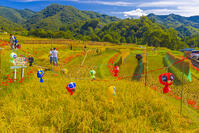 寺坂棚田の稲刈り [YKA110023221]