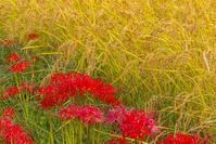 稲穂とヒガンバナ [YKA110023222]