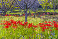 彼岸花咲く円光院 [YKA110023231]