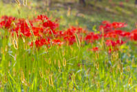 ヒガンバナとエノコログサ [YKA110023232]