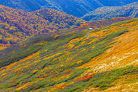 姥ヶ岳山麓の紅葉 [YKA110023255]