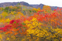 須川高原から栗駒山麓の紅葉 [YKA110023268]