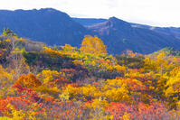 須川高原から栗駒山麓の紅葉 [YKA110023269]