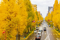 国道20号線　八王子市のイチョウ並木 [YKA110023392]