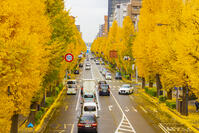 国道20号線　八王子市のイチョウ並木 [YKA110023393]