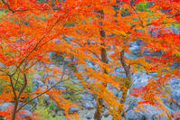 香嵐渓の紅葉 [YKA110023397]