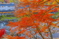 香嵐渓の紅葉 [YKA110023398]