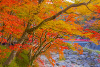 香嵐渓の紅葉 [YKA110023399]