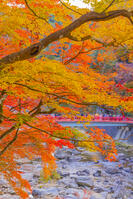 香嵐渓の紅葉 [YKA110023400]