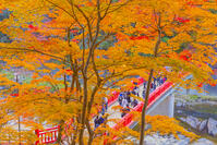 香嵐渓の紅葉 [YKA110023401]