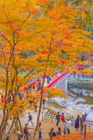 香嵐渓の紅葉 [YKA110023402]