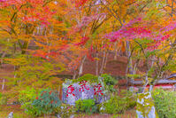 秋の香嵐渓 [YKA110023403]