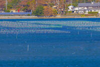 今切の丘から浜名湖の海苔の養殖筏 [YKA110023425]