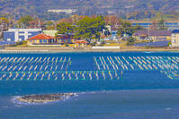 今切の丘から浜名湖の海苔の養殖筏とウミウの群れ [YKA110023426]