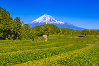 大淵笹場の茶畑と富士山 [YKA110023437]
