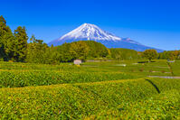 大淵笹場の茶畑と富士山 [YKA110023438]