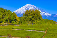 大淵笹場の茶畑と富士山 [YKA110023439]