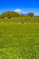 大淵笹場の茶畑と富士山 [YKA110023440]
