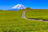 今宮の茶畑と富士山 [YKA110023441]