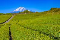 今宮の茶畑と富士山 [YKA110023442]