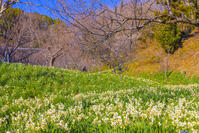 をくずれ水仙郷 [YKA110023480]