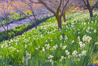 をくずれ水仙郷 [YKA110023481]