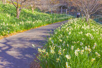 をくずれ水仙郷 [YKA110023482]