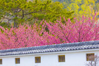 土肥桜となまこ塀 [YKA110023493]