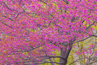 土肥桜 [YKA110023495]