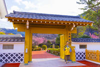 土肥金山 [YKA110023496]