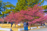 土肥桜咲く松原公園 [YKA110023497]