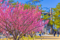 土肥桜咲く松原公園 [YKA110023498]