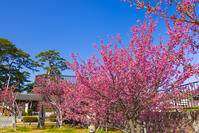 土肥桜咲く松原公園 [YKA110023499]