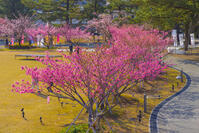 土肥桜咲く松原公園 [YKA110023500]