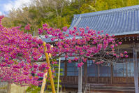 土肥桜咲く萬福寺 [YKA110023502]