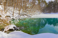 雪の五色沼の青沼 [YKA110023514]