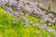 仙川と祖師谷公園の桜と菜の花 [YKA110023528]