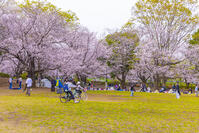 仙川と祖師谷公園の桜と菜の花 [YKA110023529]