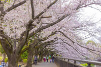 桜咲く祖師谷公園 [YKA110023530]