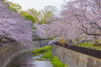 仙川と桜咲く祖師谷公園 [YKA110023531]