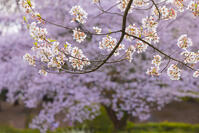 エドヒガン [YKA110023533]