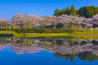 夷隅・札森の桜 [YKA110023539]