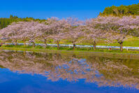 夷隅・札森の桜 [YKA110023540]
