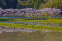 夷隅・札森の桜 [YKA110023541]