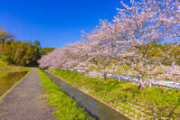 夷隅・札森の桜 [YKA110023542]