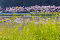夷隅・札森の桜と菜の花 [YKA110023544]