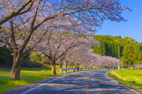 夷隅・札森の桜 [YKA110023545]