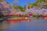 桜咲く茂原公園 [YKA110023546]