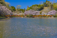 桜咲く茂原公園 [YKA110023547]