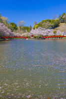 桜咲く茂原公園 [YKA110023548]